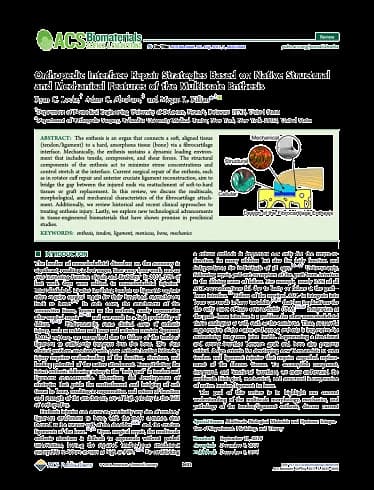 BioEnthesis™: Research article cover — Orthopedic Repair Strategies Based on Native Features of the Multiscale Enthesis (Locke et al, 2017)